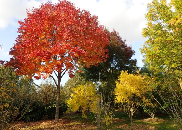 Arboretum de la Petite Loiterie, , France